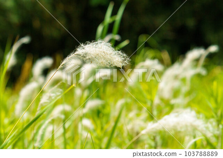 Chigaya swaying in the wind Chigaya swaying in the wind 103788889