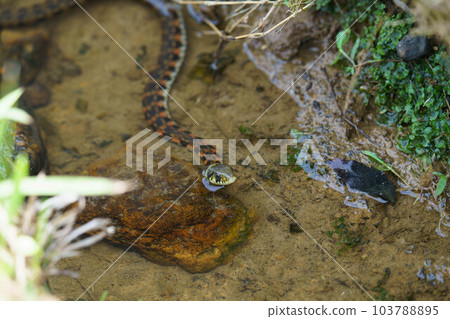 A tiger keelback waiting for prey at the water's edge A tiger keelback waiting for prey at the water's edge 103788895