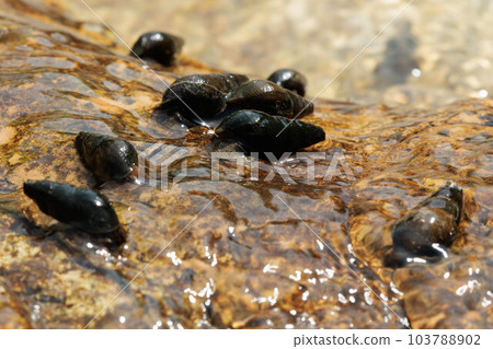 生活在清澈溪流中的岩螺 生活在清澈溪流中的岩螺 103788902