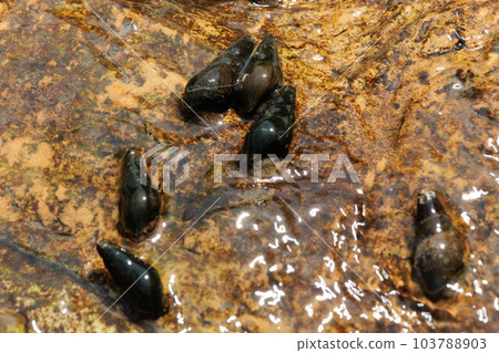 Rock snails that live in clear streams 103788903
