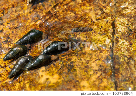 Rock snails that live in clear streams 103788904