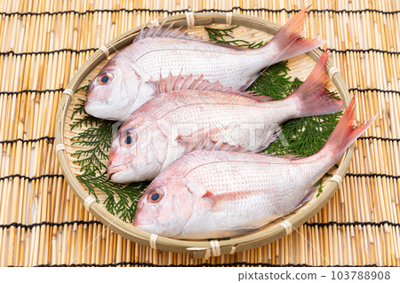 Red sea bream 103788908