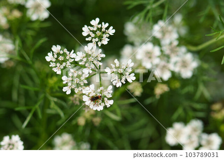 White and cute Orlaya White and cute Orlaya 103789031