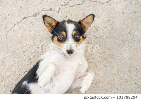 a small stray dog with colored spots on its fur is lying on the ground 103789294