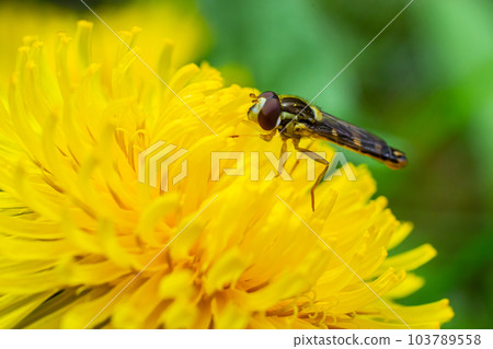 The female longfly Sphaerophoria scripta sits on a dandelion petal 103789558