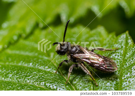 Closeup on a female furrow banded sweat bee, Lasioglossum zonulum, on a green leaf 103789559