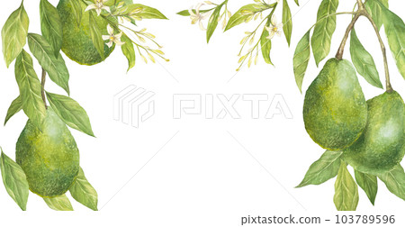 Watercolor botanical illustration of avocado flowers and leaves , isolated. Rectangular frame, horizontal banner, floral ornament 103789596
