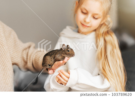 Young girl playing with small animal degu squirrel. Young girl playing with small animal degu squirrel. 103789620