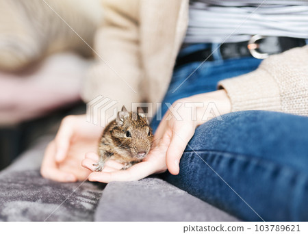 Young girl playing with small animal degu squirrel. 103789621
