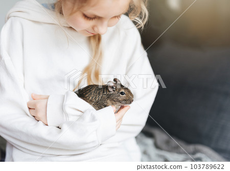 Young girl playing with small animal degu squirrel. 103789622