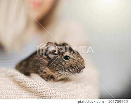 Young girl playing with small animal degu squirrel. 103789623