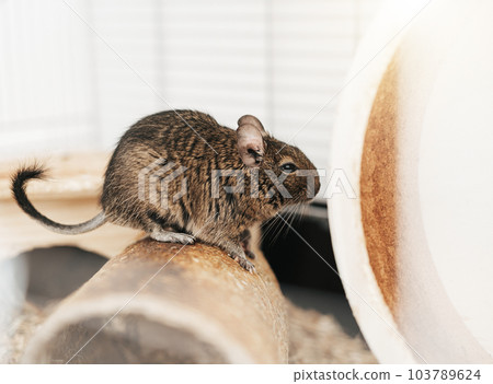 Little cute gray aquirrel Degu Little cute gray aquirrel Degu 103789624