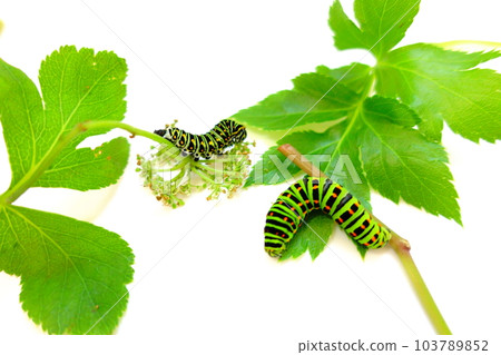 Swallowtail butterfly Swallowtail butterfly Swallowtail butterfly butterfly larvae 103789852