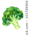 Broccoli hand drawn watercolor illustration 103789904