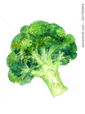 西蘭花手繪水彩插圖 西蘭花手繪水彩插圖 103789904