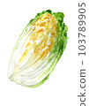 Hand drawn watercolor illustration of Chinese cabbage cut 1/4 103789905
