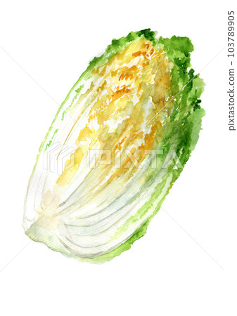 手繪水彩插圖大白菜切1/4 手繪水彩插圖大白菜切1/4 103789905