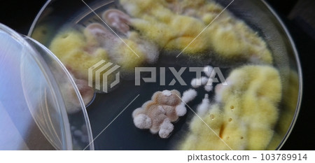 在培養皿中生長的冰箱黴菌 在培養皿中生長的冰箱黴菌 103789914