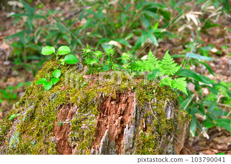 倒下的樹更新 103790041