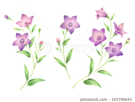 一套用彩色鉛筆手繪的紫色風鈴草花 103790643