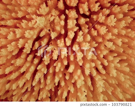 Blue Coral 103790821