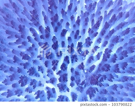 Blue Coral 103790822