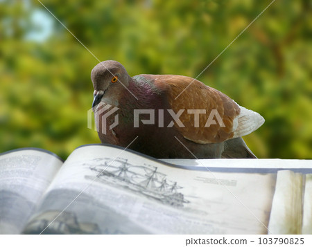 Pigeon-reader Pigeon-reader 103790825