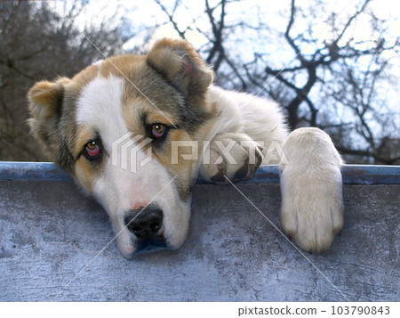 Sad dog Sad dog 103790843