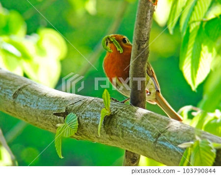 A little bird was caught by a caterpillar 103790844