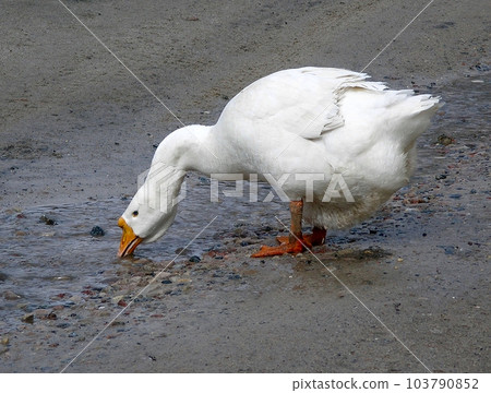 White goose 103790852