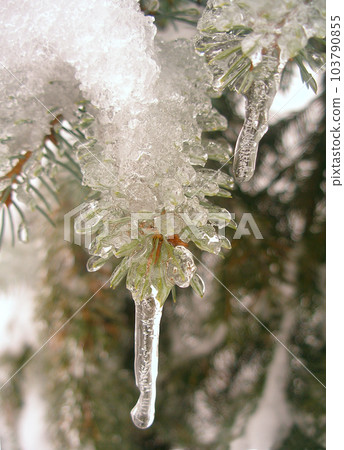 Icicle on spruce twigs 103790855