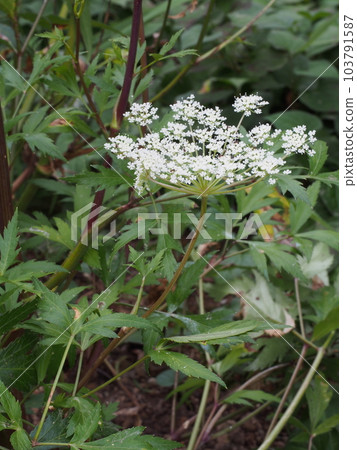 Angelica white flower Angelica white flower 103791587
