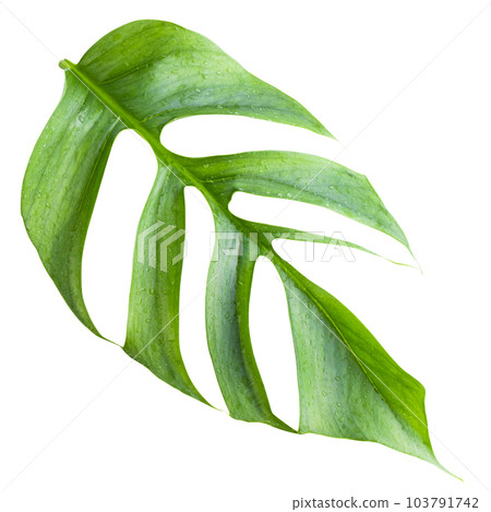 Closeup focus to Fresh leaf of Epipremnum Pinnatum Cebu Blue isolated on white background 103791742