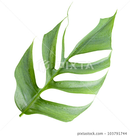 Closeup focus to Fresh leaf of Epipremnum Pinnatum Cebu Blue isolated on white background Closeup focus to Fresh leaf of Epipremnum Pinnatum Cebu Blue isolated on white background 103791744
