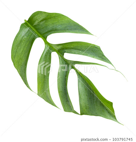 Closeup focus to Fresh leaf of Epipremnum Pinnatum Cebu Blue isolated on white background Closeup focus to Fresh leaf of Epipremnum Pinnatum Cebu Blue isolated on white background 103791745