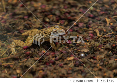 雨後出現的池蛙 103791759