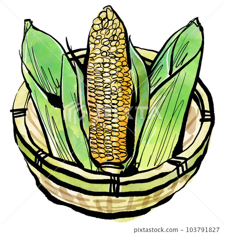 Hand-drawn illustration of corn in a colander (brush watercolor ink painting style) 103791827