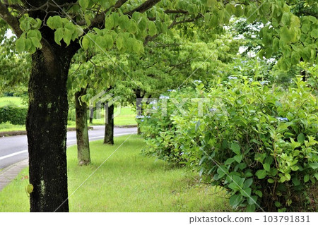 一個新鮮的綠色公園，繡球花開始沿路盛開 103791831