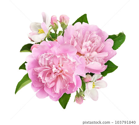 Pink peony and apple flowers and leaves in a floral arrangement isolated 103791840