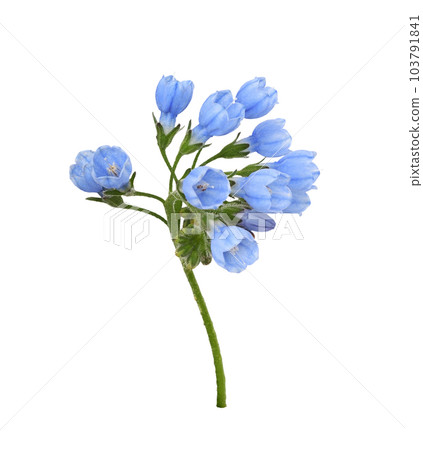 Blue symphytum flowers and buds isolated 103791841
