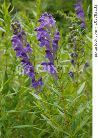 Kokanebana flower 103792132