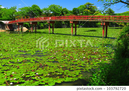 [愛媛縣]今治市民之森花卉公園的下平池，睡蓮盛開 103792720