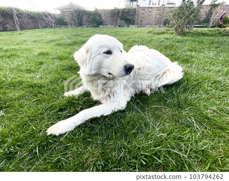 Maremma Sheepdog lies on a green lawn, a pet 103794262