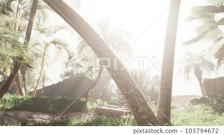Tropical forest with palm trees in sunlight 103794672