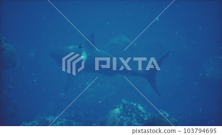 The big white shark spotted swimming past the coral reef The big white shark spotted swimming past the coral reef 103794695