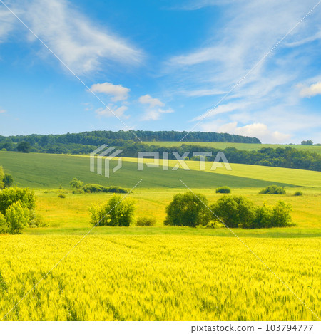 Golden wheat field and blue sky with clouds. 103794777