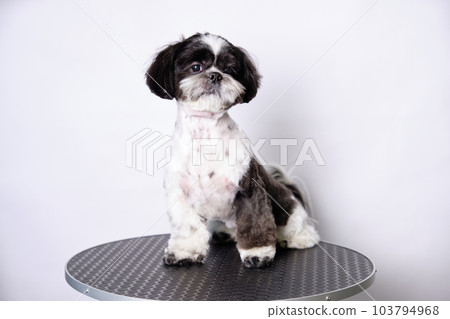 A shih tzu dog on a grooming table after grooming in an animal salon. The concept of keeping pets A shih tzu dog on a grooming table after grooming in an animal salon. The concept of keeping pets 103794968
