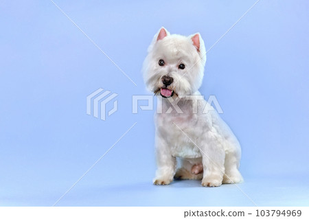 West highland white terrier after trimming on a blue background West highland white terrier after trimming on a blue background 103794969