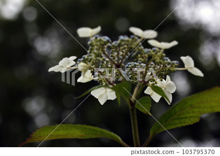神戶市森林植物園繡球花 神戶市森林植物園繡球花 103795370