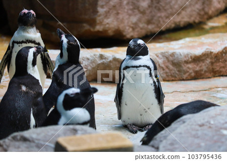 penguin penguin 103795436